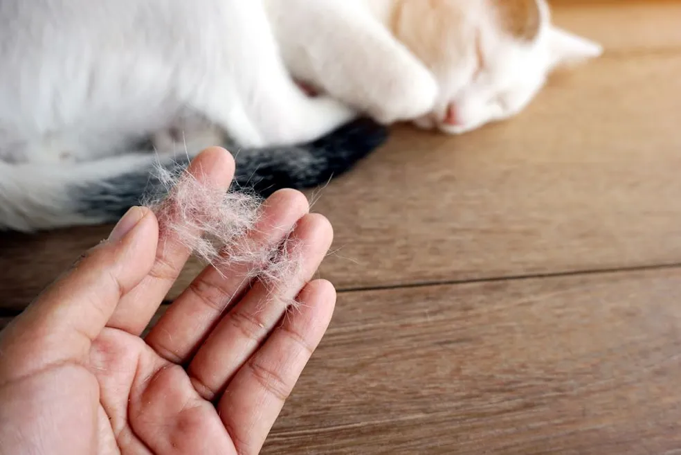 pet hairfall