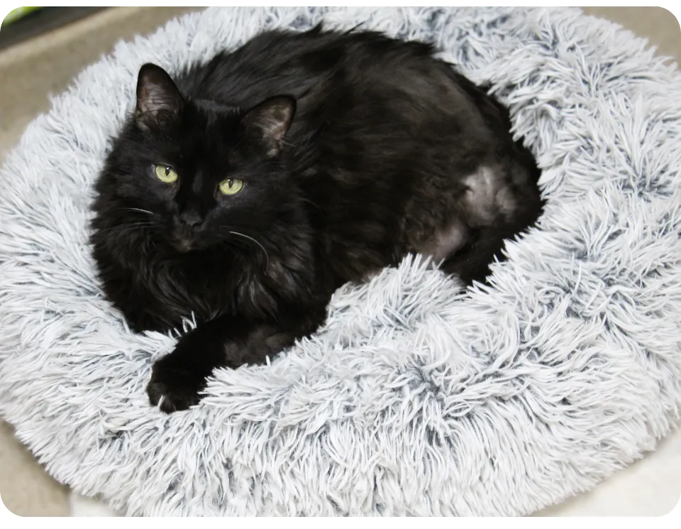 Boarder at Danada Veterinary Hospital 