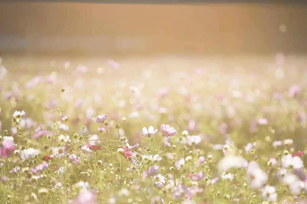 flower meadow