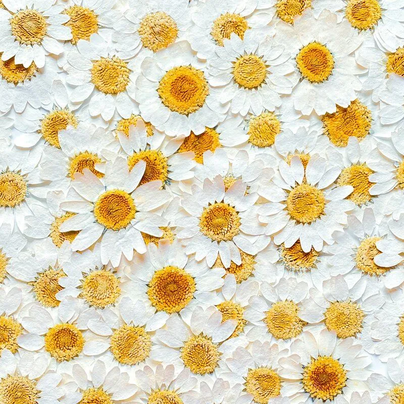 daisies