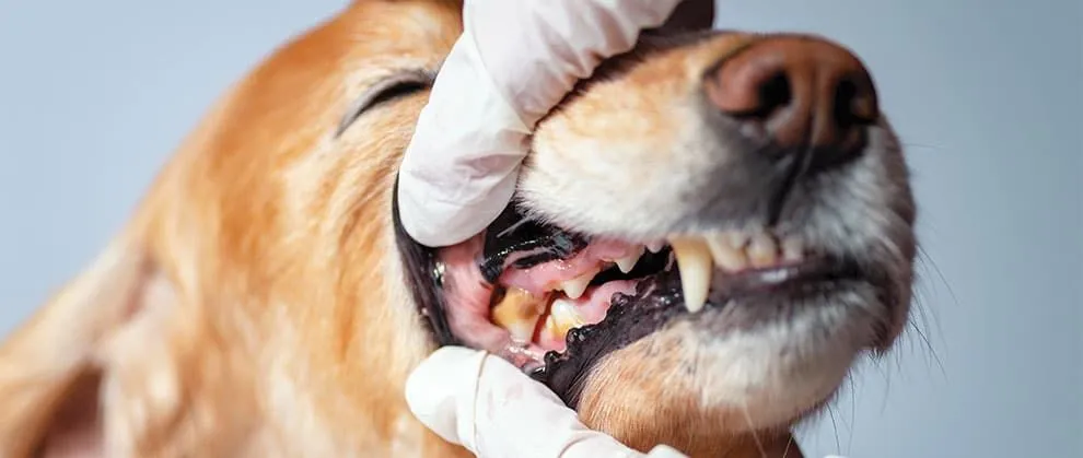 Pet Dental Diseases