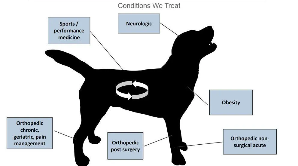 Twin Cities Animal Rehabilitation and Sports Medicine Clinic ...