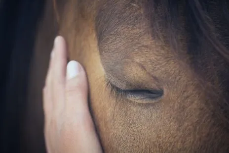 horse head and hand