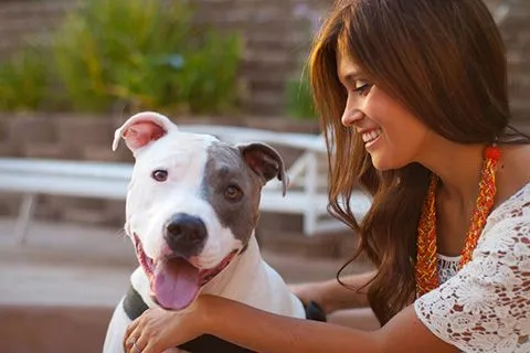 New Pet Health and Training