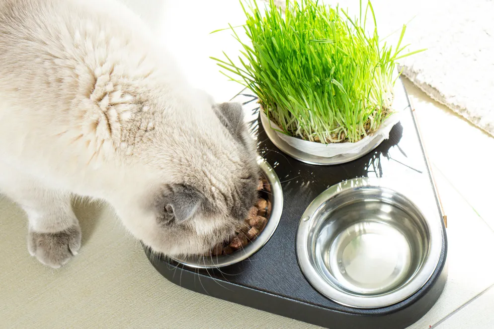 Nutrition and Weight Management for Pets