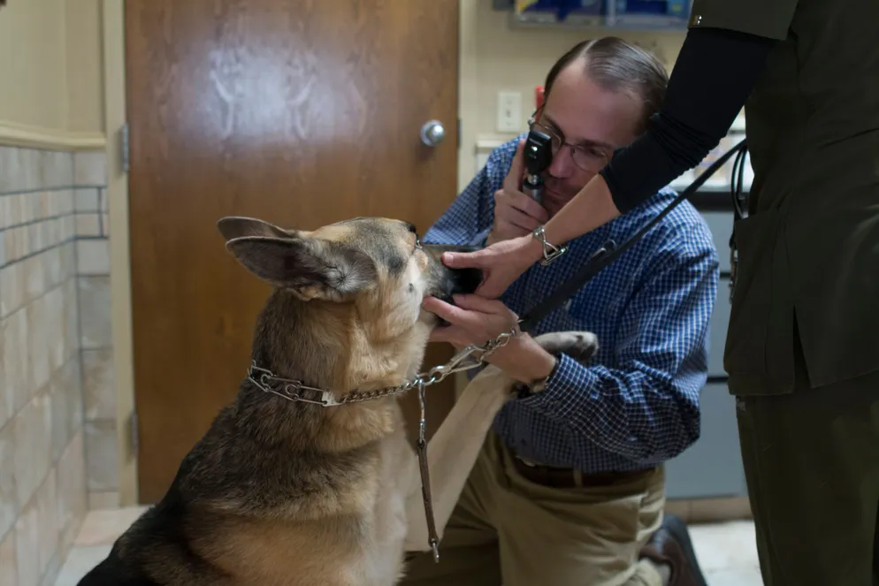 Dr Giving Dog A Check Up