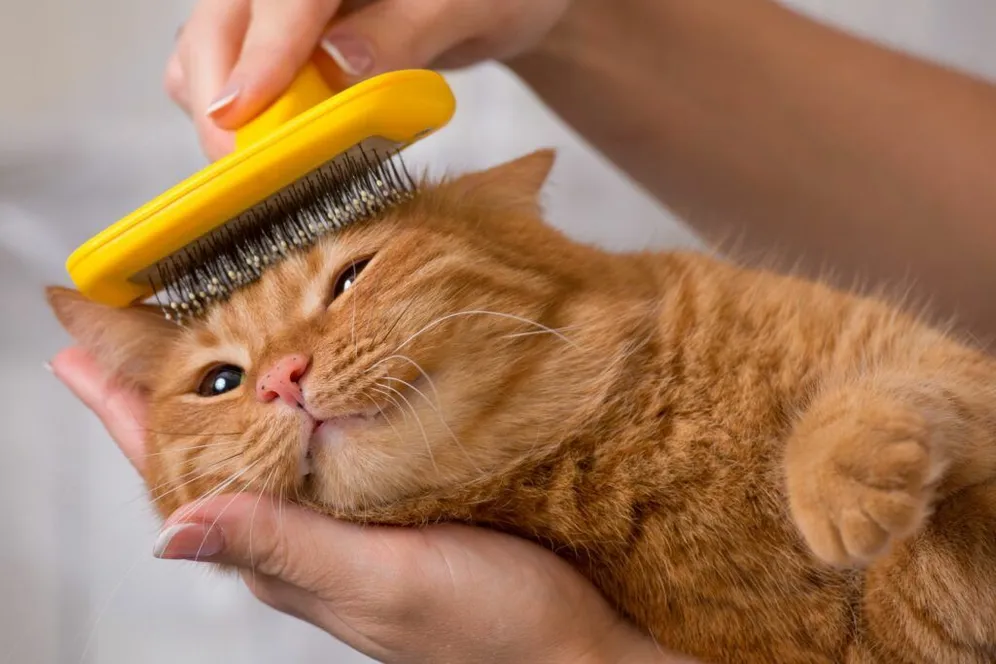 Cat Grooming