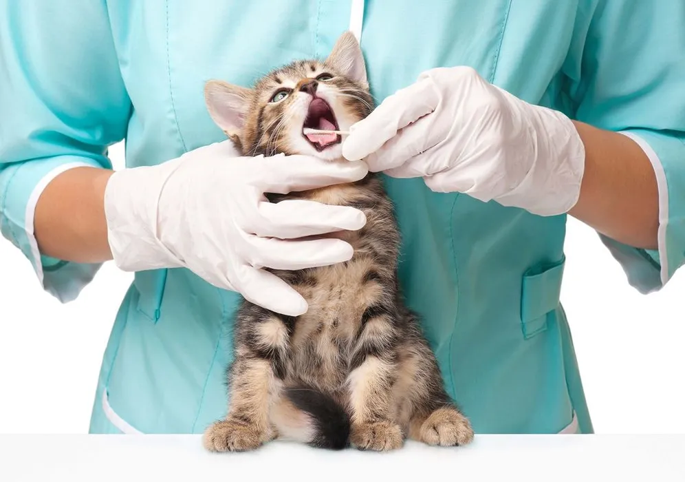 pet dental care