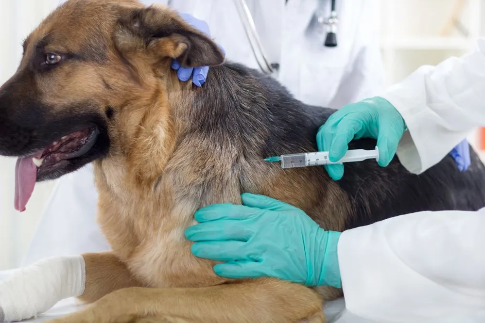 Pet Rabies Vaccinations for Cats & Dogs in Lexington, Kentucky (KY)