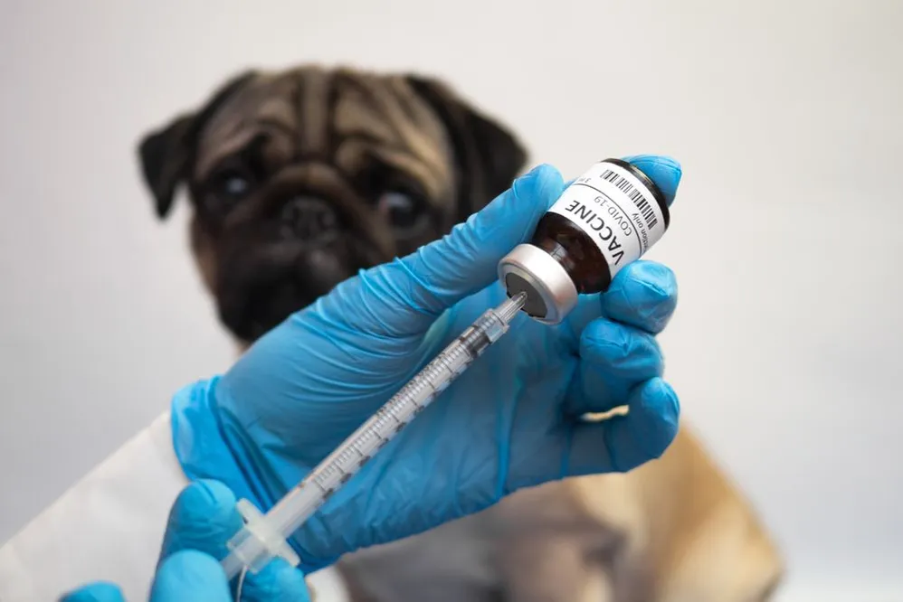 The Technique Behind Administering Subcutaneous Vaccines to Pets