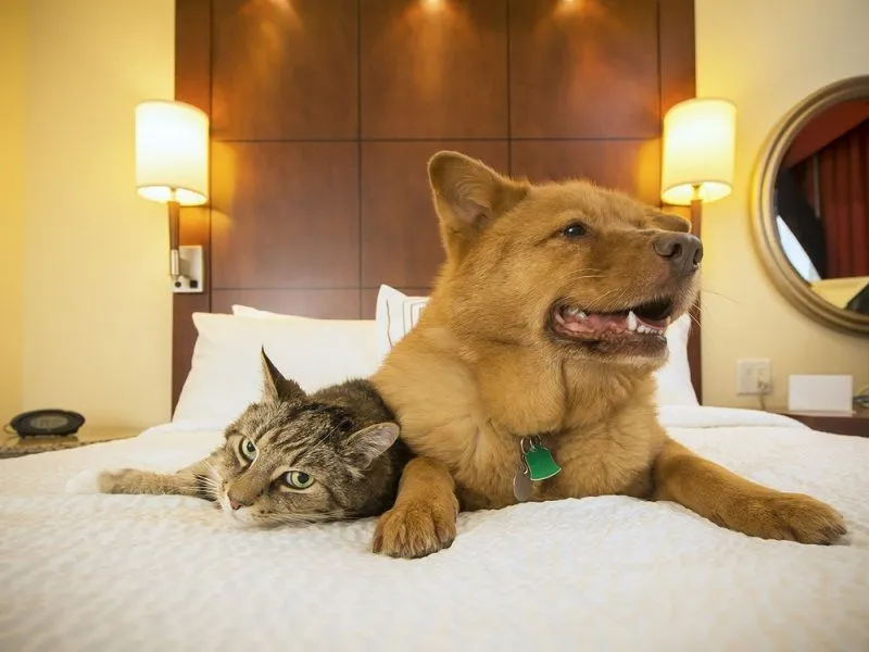 dog and cat